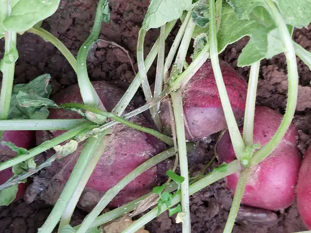 ריקבון רך חיידקי