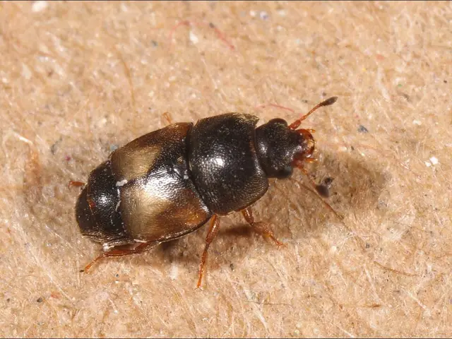 חיפושית הפירות היבשים