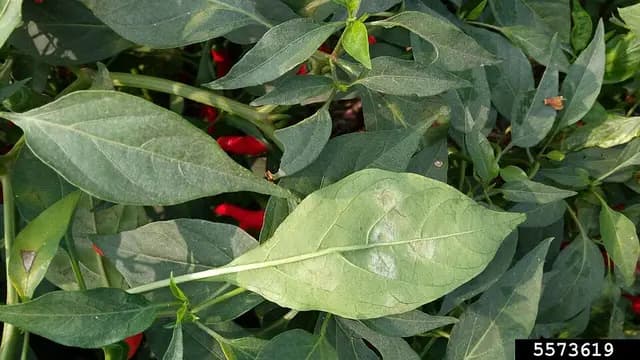קמחונית
