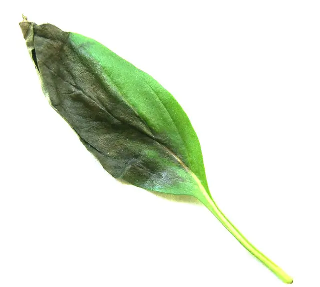 כתם שחור חיידקי