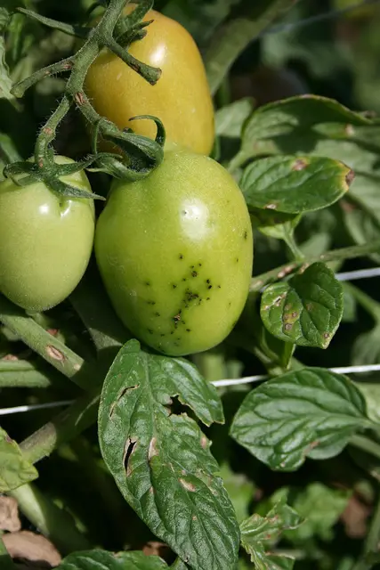 ניקוד וגרב חיידקי
