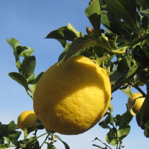 לימון גדול על ענף, מול שמיים כחולים