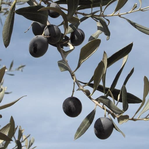 זיתים שחורים בין עלים כסופים