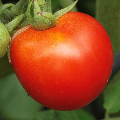 עגבנייה אדומה בשלה על הענף